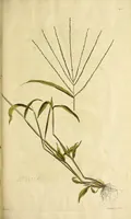 An illustration from D. Johann Christian Daniel Schrebers ... Beschreibung der Gräser : nebst ihren Abbildungen nach der Natur .. (1769)