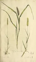 An illustration from D. Johann Christian Daniel Schrebers ... Beschreibung der Gräser : nebst ihren Abbildungen nach der Natur .. (1769)