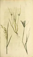 An illustration from D. Johann Christian Daniel Schrebers ... Beschreibung der Gräser : nebst ihren Abbildungen nach der Natur .. (1769)