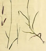 An illustration from D. Johann Christian Daniel Schrebers ... Beschreibung der Gräser : nebst ihren Abbildungen nach der Natur .. (1769)