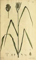 An illustration from D. Johann Christian Daniel Schrebers ... Beschreibung der Gräser : nebst ihren Abbildungen nach der Natur .. (1769)