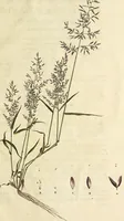 An illustration from D. Johann Christian Daniel Schrebers ... Beschreibung der Gräser : nebst ihren Abbildungen nach der Natur .. (1769)
