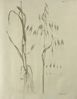 An illustration from D. Johann Christian Daniel Schrebers ... Beschreibung der Gräser : nebst ihren Abbildungen nach der Natur .. (1769)
