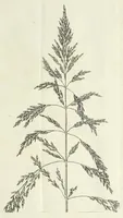 An illustration from D. Johann Christian Daniel Schrebers ... Beschreibung der Gräser : nebst ihren Abbildungen nach der Natur .. (1769)