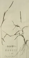 An illustration from D. Johann Christian Daniel Schrebers ... Beschreibung der Gräser : nebst ihren Abbildungen nach der Natur .. (1769)