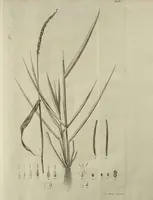 An illustration from D. Johann Christian Daniel Schrebers ... Beschreibung der Gräser : nebst ihren Abbildungen nach der Natur .. (1769)