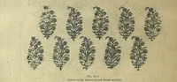 Picture 3 of 10 from Cotton Painting and Printing in the Madras Presidency (1917), leaf 71