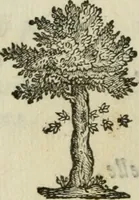 An illustration from Documenti d'amore (1640)