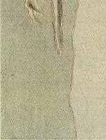 An illustration from Dogs of China & Japan in nature and art (1921)