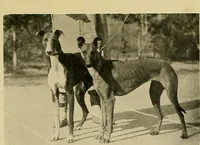 An illustration from Dogs of China & Japan in nature and art (1921)