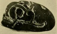 An illustration from Dogs of China & Japan in nature and art (1921)