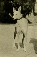 An illustration from Dogs of China & Japan in nature and art (1921)