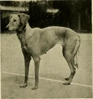 An illustration from Dogs of China & Japan in nature and art (1921)