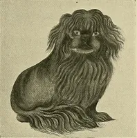 An illustration from Dogs of China & Japan in nature and art (1921)