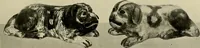 An illustration from Dogs of China & Japan in nature and art (1921)