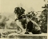 An illustration from Dogs of China & Japan in nature and art (1921)