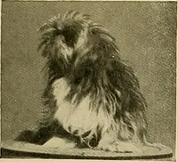 An illustration from Dogs of China & Japan in nature and art (1921)