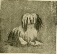 An illustration from Dogs of China & Japan in nature and art (1921)