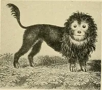 An illustration from Dogs of China & Japan in nature and art (1921)