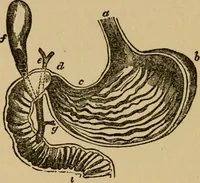 Picture 19 of 26 from Domestic science, a text in cooking and syllabus in sewing, prepared for use in the Kansas City elementary schools, yet eminently fitted for home work (1911), leaf 103