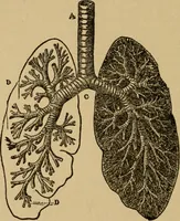 Picture 20 of 26 from Domestic science, a text in cooking and syllabus in sewing, prepared for use in the Kansas City elementary schools, yet eminently fitted for home work (1911), leaf 109