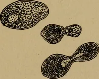 Picture 4 of 26 from Domestic science, a text in cooking and syllabus in sewing, prepared for use in the Kansas City elementary schools, yet eminently fitted for home work (1911), leaf 28