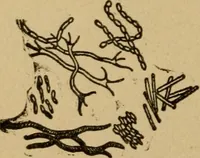 Picture 5 of 26 from Domestic science, a text in cooking and syllabus in sewing, prepared for use in the Kansas City elementary schools, yet eminently fitted for home work (1911), leaf 29