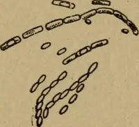Picture 7 of 26 from Domestic science, a text in cooking and syllabus in sewing, prepared for use in the Kansas City elementary schools, yet eminently fitted for home work (1911), leaf 44