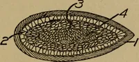 An illustration from Domestic science, a text in cooking and syllabus in sewing, prepared for use in the Kansas City elementary schools, yet eminently fitted for home work (1911)