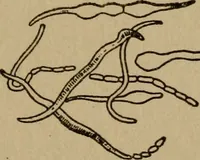 Picture 9 of 26 from Domestic science, a text in cooking and syllabus in sewing, prepared for use in the Kansas City elementary schools, yet eminently fitted for home work (1911), leaf 50