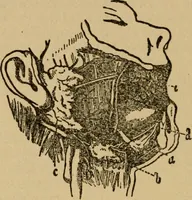 An illustration from Domestic science, a text in cooking and syllabus in sewing, prepared for use in the Kansas City elementary schools, yet eminently fitted for home work (1911)