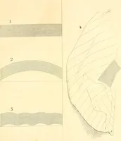 An illustration from Drawing & engraving : a brief exposition of technical principles & practice (1892)