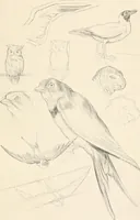 Picture 37 of 101 from Drawing for beginners (1920), leaf 121