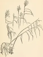 Picture 68 of 101 from Drawing for beginners (1920), leaf 185