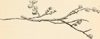 Picture 73 of 101 from Drawing for beginners (1920), leaf 195