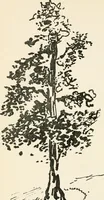 Picture 75 of 101 from Drawing for beginners (1920), leaf 196
