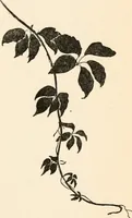 Picture 80 of 101 from Drawing for beginners (1920), leaf 211