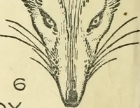 An illustration from Drawing made easy : a helpful book for young artists; the way to begin and finish your sketches, clearly shown step by step (1921)