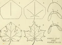 Picture 24 of 143 from Drawing made easy : a helpful book for young artists; the way to begin and finish your sketches, clearly shown step by step (1921), leaf 30