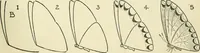 An illustration from Drawing made easy : a helpful book for young artists; the way to begin and finish your sketches, clearly shown step by step (1921)