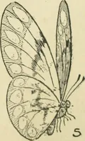 Picture 33 of 143 from Drawing made easy : a helpful book for young artists; the way to begin and finish your sketches, clearly shown step by step (1921), leaf 33