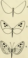An illustration from Drawing made easy : a helpful book for young artists; the way to begin and finish your sketches, clearly shown step by step (1921)