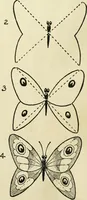 Picture 35 of 143 from Drawing made easy : a helpful book for young artists; the way to begin and finish your sketches, clearly shown step by step (1921), leaf 34