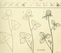 Picture 36 of 143 from Drawing made easy : a helpful book for young artists; the way to begin and finish your sketches, clearly shown step by step (1921), leaf 35
