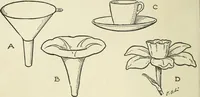 Picture 37 of 143 from Drawing made easy : a helpful book for young artists; the way to begin and finish your sketches, clearly shown step by step (1921), leaf 36