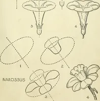 Picture 38 of 143 from Drawing made easy : a helpful book for young artists; the way to begin and finish your sketches, clearly shown step by step (1921), leaf 37