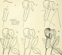 Picture 41 of 143 from Drawing made easy : a helpful book for young artists; the way to begin and finish your sketches, clearly shown step by step (1921), leaf 40