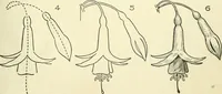 Picture 42 of 143 from Drawing made easy : a helpful book for young artists; the way to begin and finish your sketches, clearly shown step by step (1921), leaf 41
