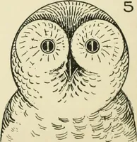 An illustration from Drawing made easy : a helpful book for young artists; the way to begin and finish your sketches, clearly shown step by step (1921)