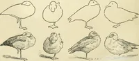 An illustration from Drawing made easy : a helpful book for young artists; the way to begin and finish your sketches, clearly shown step by step (1921)